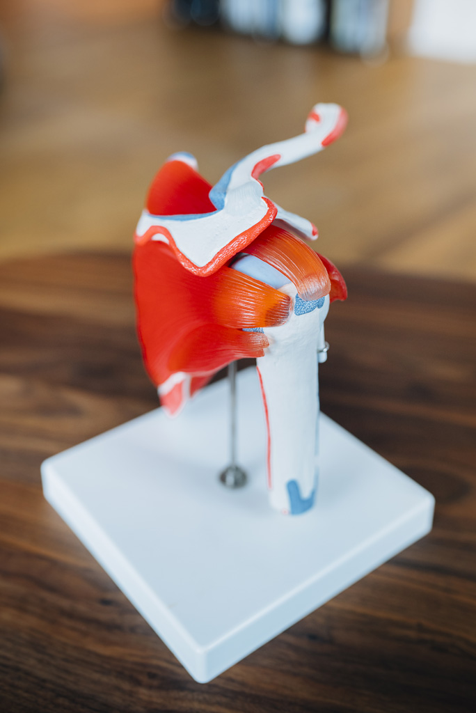 Anatomisches Schultergelenk-Modell – medizinische Visualisierung bei OMOCURA