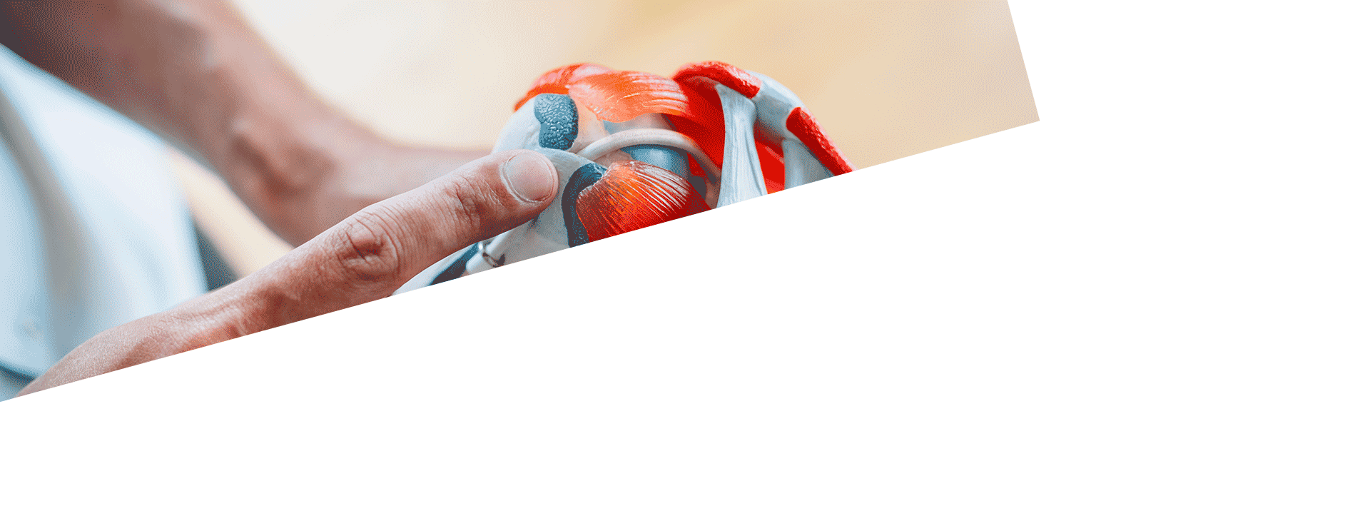 Hand zeigt auf ein anatomisches Schultermodell als Sinnbild für präzise Schulterchirurgie bei OMOCURA.