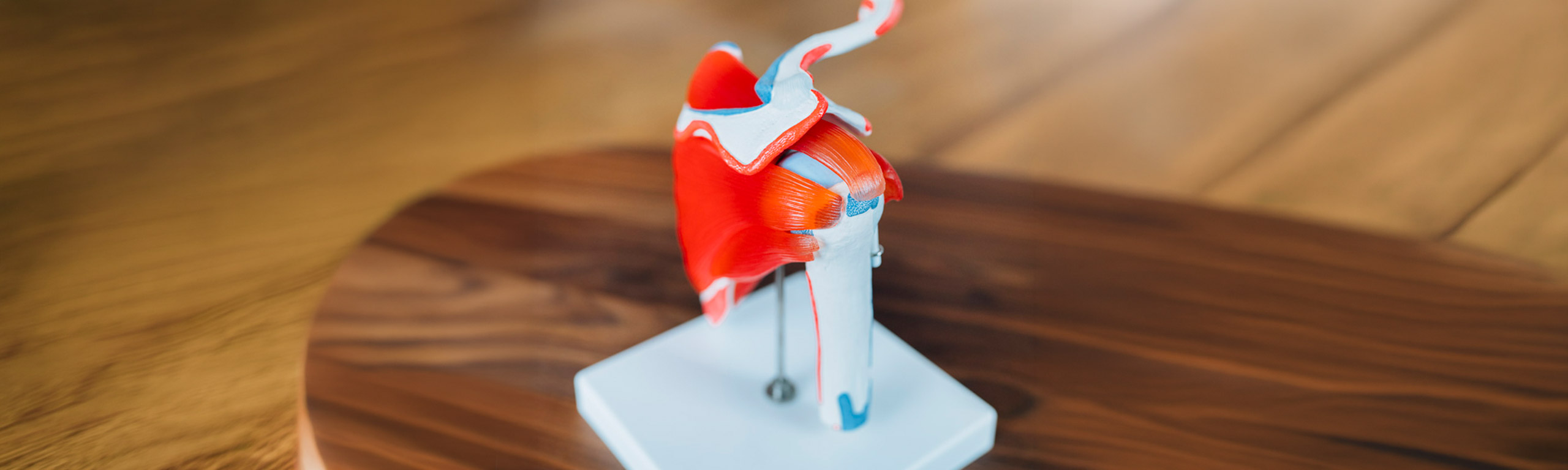 Anatomisches Schultermodell mit Muskeln und Gelenk auf Holztisch in der OMOCURA Praxis.