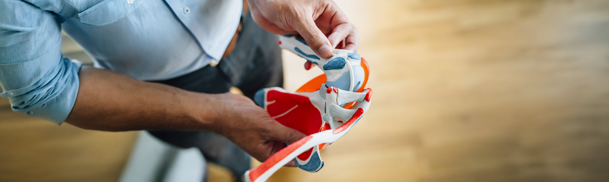 Arzt erklärt anhand eines anatomischen Schultermodells die Schulterchirurgie in der OMOCURA Praxis.